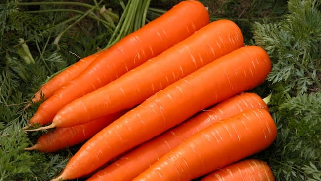 Cách chọn cà rốt